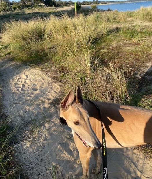 Beni the blue fawn greyhound ... a light in the darkness